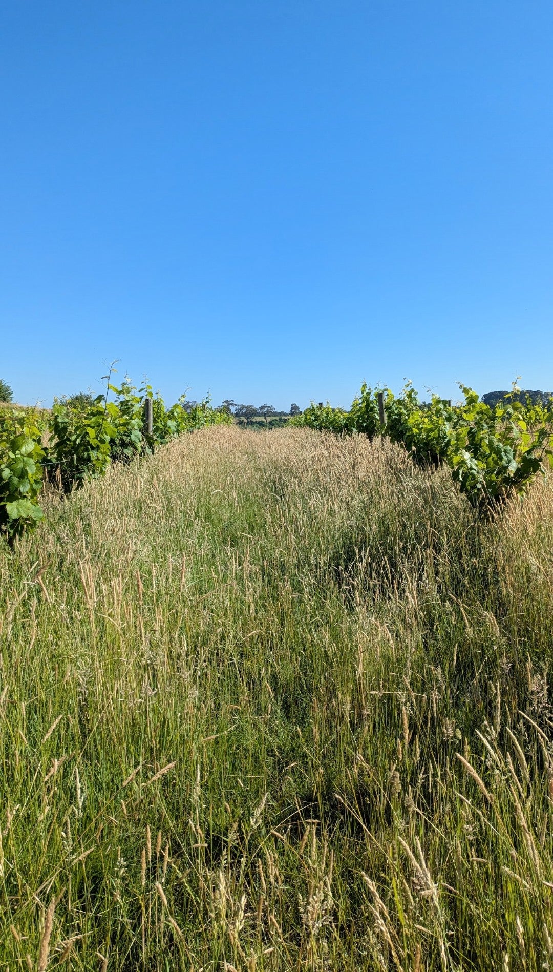 2023 Estate Riesling